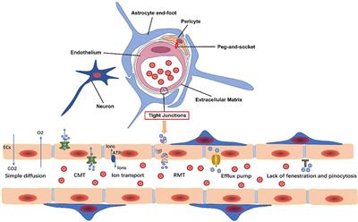 Blood-Brain Barrier: More Contributor to Disruption of Central Nervous System Homeostasis Than Victim in Neurological Disorders